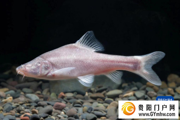 长江上游发现鱼类新物种“贵阳金线鲃”(图1) 长江上游发现鱼类新物种“贵阳金线鲃”(图1)