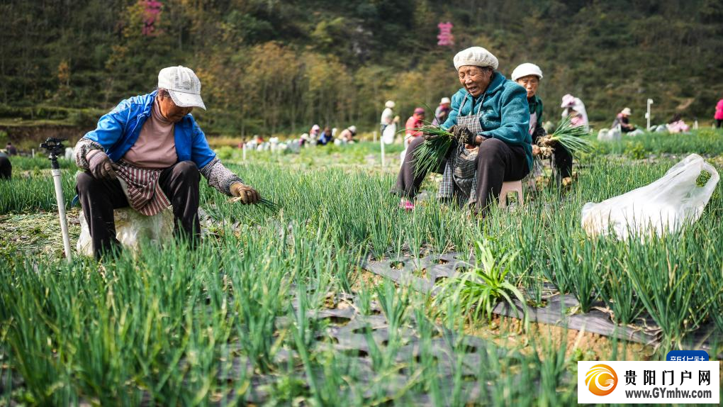 贵州赫章:香葱种植助力农户增收(图2) 贵州赫章:香葱种植助力农户增收(图2)