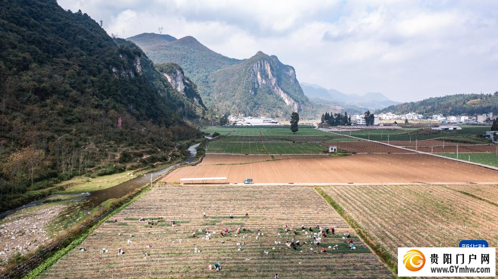 贵州赫章:香葱种植助力农户增收(图4) 贵州赫章:香葱种植助力农户增收(图4)