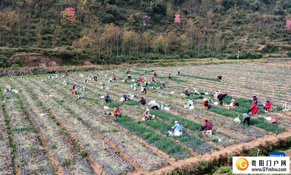 贵州赫章:香葱种植助力农户增收(图3) 贵州赫章:香葱种植助力农户增收(图3)
