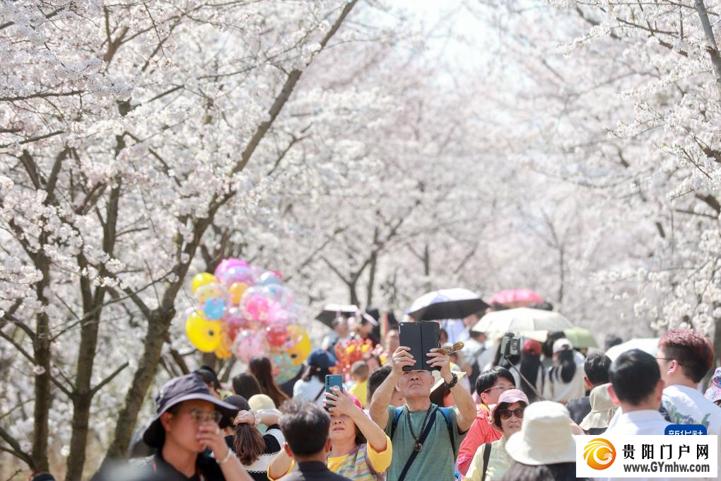 贵安新区:“樱花经济”助力乡村发展(图5) 贵安新区:“樱花经济”助力乡村发展(图5)