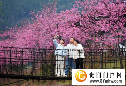 六盘水:樱花盛开鸟语花香引客赏花打卡(图1) 六盘水:樱花盛开鸟语花香引客赏花打卡(图1)