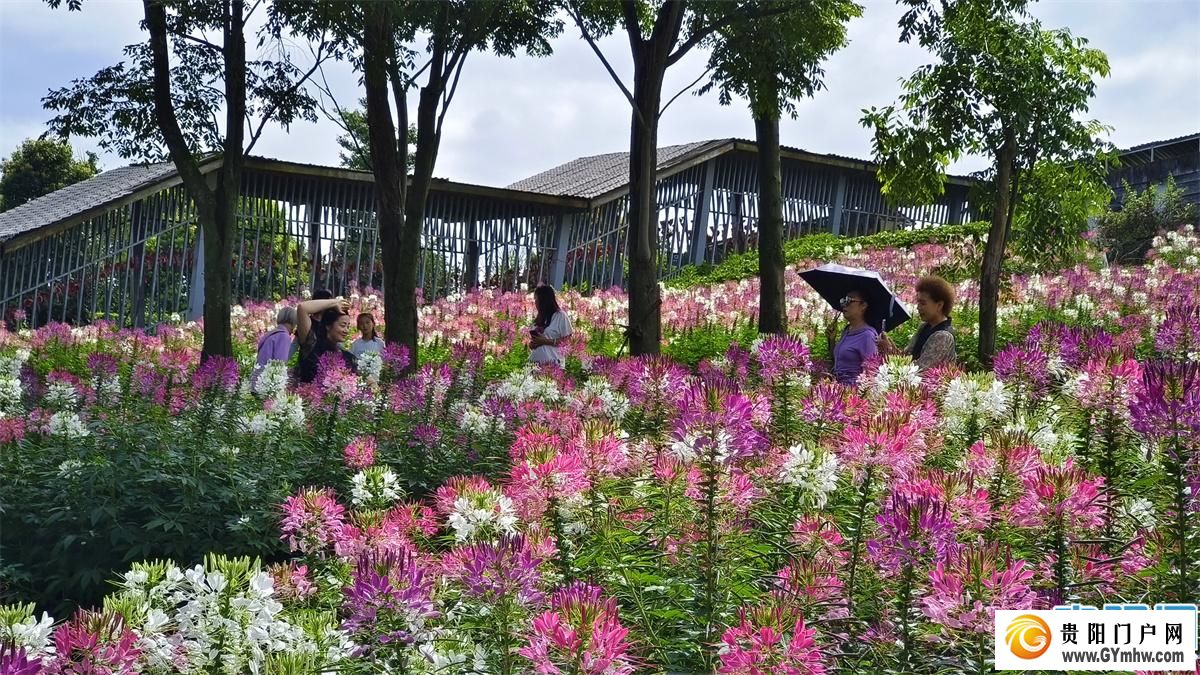 避暑之都点亮避暑经济丨趁现在，“花”点时间来贵阳贵安！(图4)